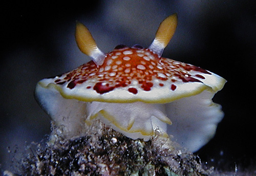 Goniobranchus sp. #1: head