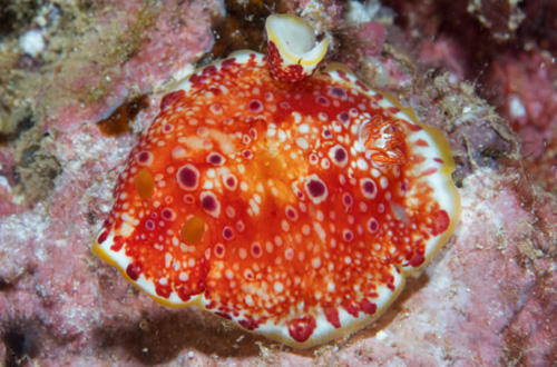 Goniobranchus sp. #1: regeneration error