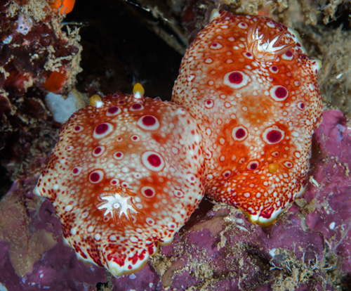 Goniobranchus sp. #1: mating?