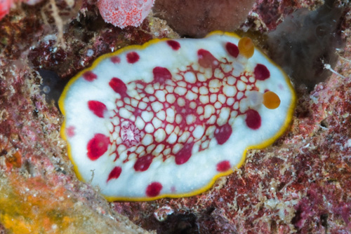 Goniobranchus sp. #5: resting