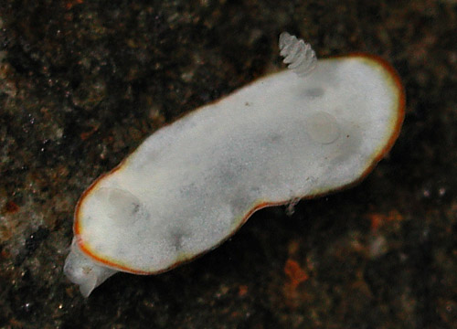 Goniobranchus verrieri: young, 3.8 mm