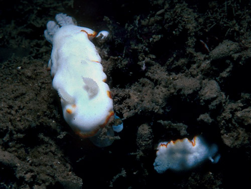 Goniobranchus verrieri: feeding