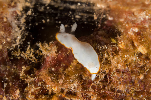 Goniobranchus verrieri: feeding