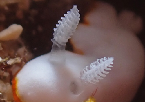 Goniobranchus verrieri: rhinophores