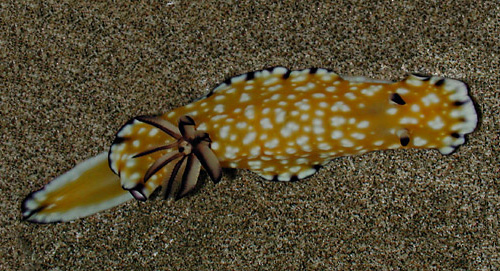 Goniobranchus vibratus: large