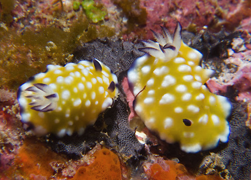 Goniobranchus vibratus: feeding