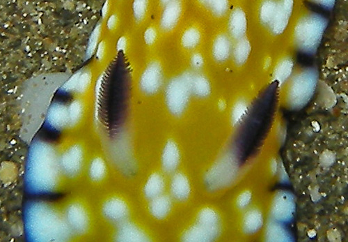 Goniobranchus vibratus: rhinophores, top