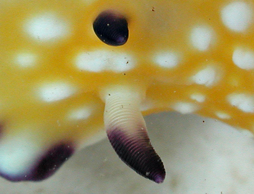 Goniobranchus vibratus: rhinophores, side