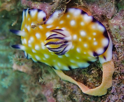 Goniobranchus vibratus: laying eggs