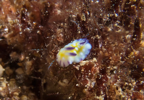 Goniobranchus vibratus: young