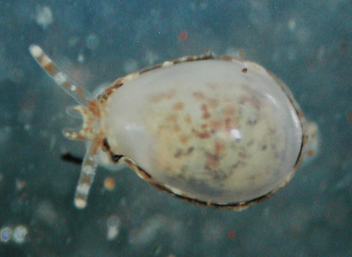 Granulina vitrea: young, intermediate