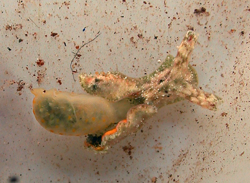 Gymnodoris alba: feeding