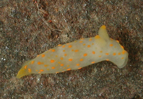 Gymnodoris alba: young