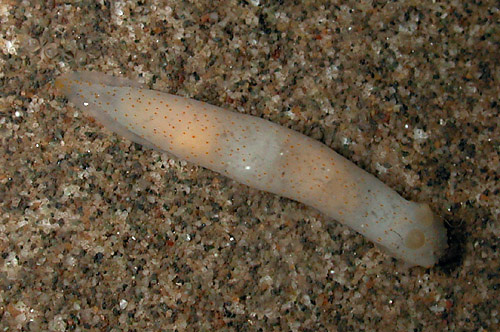 Gymnodoris bicolor: cream