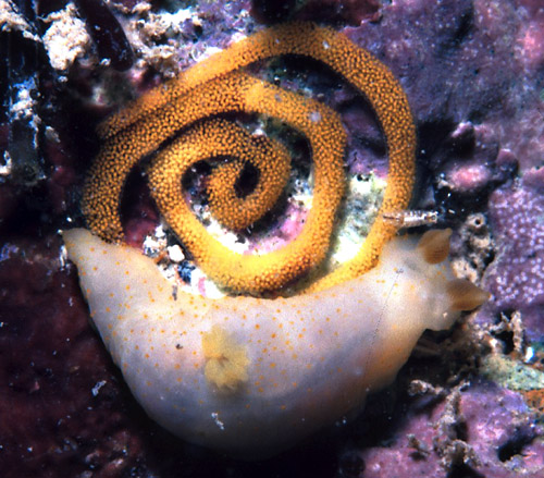 Gymnodoris bicolor: with egg mass