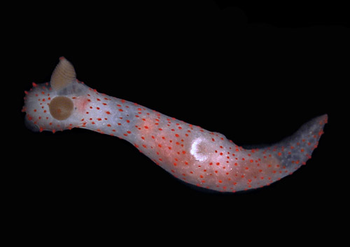 Gymnodoris bicolor: pink