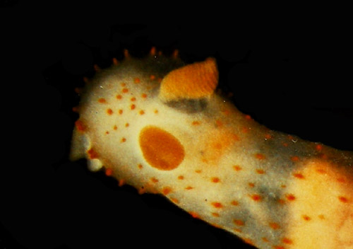 Gymnodoris citrina: oral tentacles