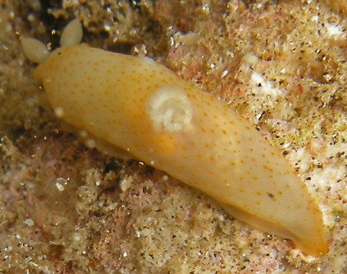 Gymnodoris citrina: genital pore