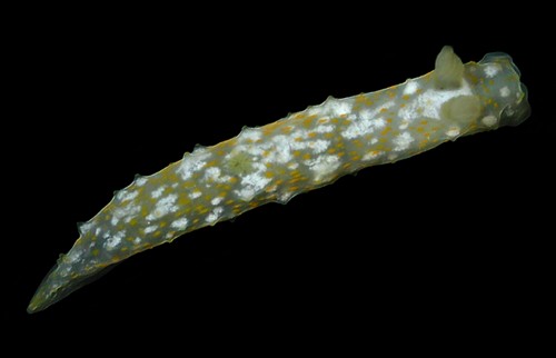 Gymnodoris okinawae: young