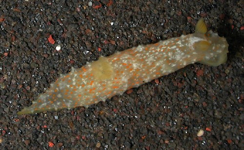 Gymnodoris okinawae: young