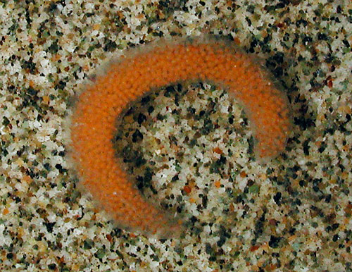 Gymnodoris okinawae: egg mass