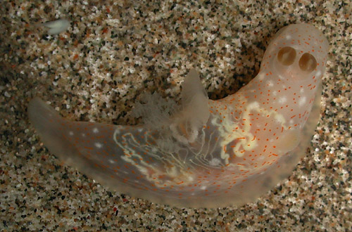 Gymnodoris okinawae: acid glands