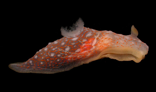 Gymnodoris okinawae: side