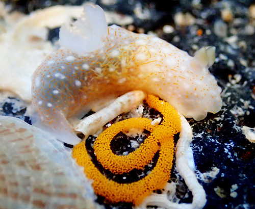 Gymnodoris okinawae: with eggs