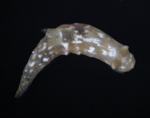 Gymnodoris okinawae: irregular spots