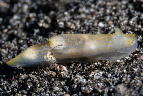 Gymnodoris sp. #11