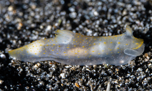 Gymnodoris sp. #11: 3rd animal