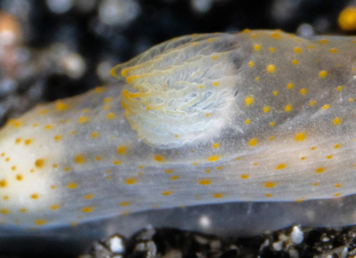 Gymnodoris sp. #11: branchia, 2nd animal