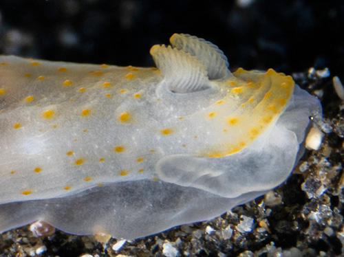 Gymnodoris sp. #11: rhinophores, 2nd animal