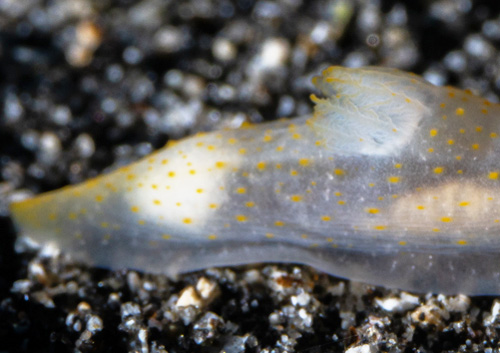 Gymnodoris sp. #11: branchia, 3rd animal, front