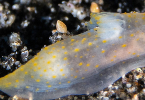 Gymnodoris sp. #11: branchia, 3rd animal, back