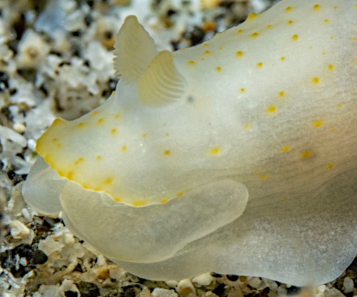 Gymnodoris sp. #11: oral tentacles, side