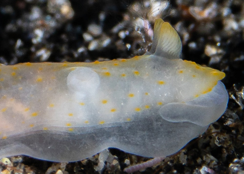 Gymnodoris sp. #11: rhinophores, 3rd animal