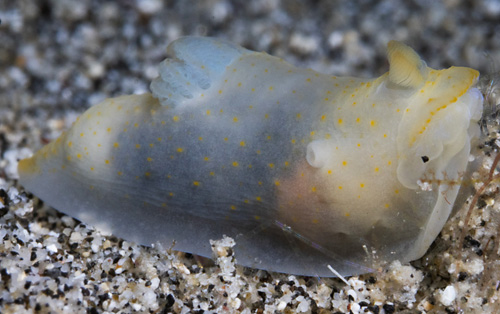 Gymnodoris sp. #11: underside