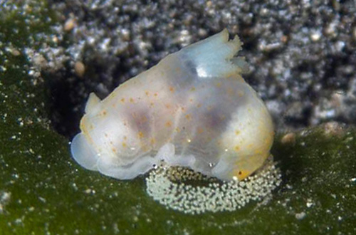 Gymnodoris sp. #11: laying eggs