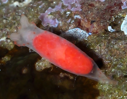 Gymnodoris sp. #12