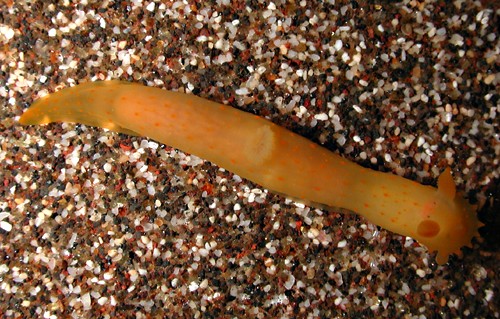 Gymnodoris sp. #2