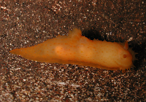 Gymnodoris sp. #2: large, 32 mm