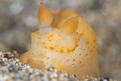 Gymnodoris sp. #2: front