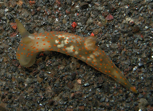 Gymnodoris sp. #6: side