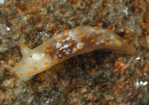 Gymnodoris sp. #6: young