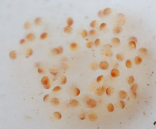 Gymnodoris sp. #6: egg mass, hatching