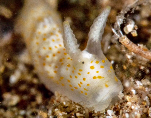 Gymnodoris sp. #6: rhinophores