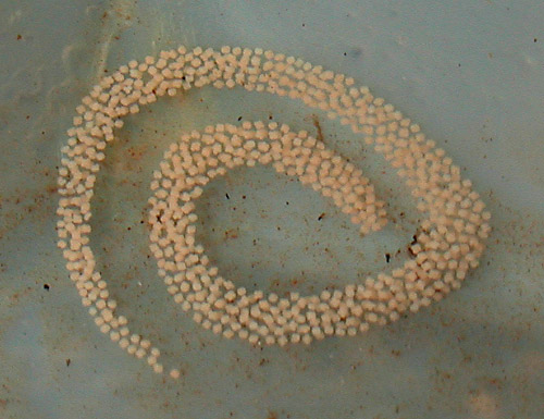 Gymnodoris sp. #7: egg mass