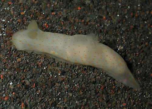 Gymnodoris sp. #7: side