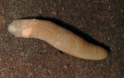 Gymnodoris sp. #7: after feeding?